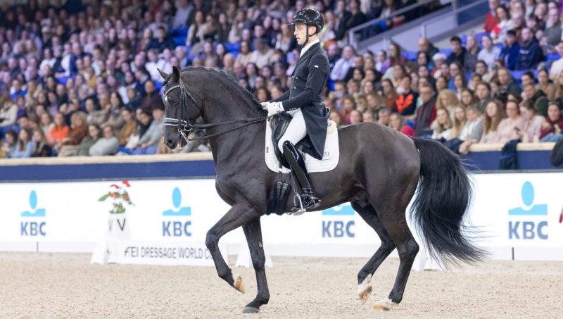 Zonik Plus, la nouvelle sensation du dressage éclot à Malines