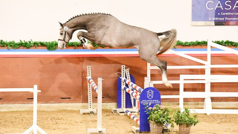 Conchezz, champion 2024 du Holstein