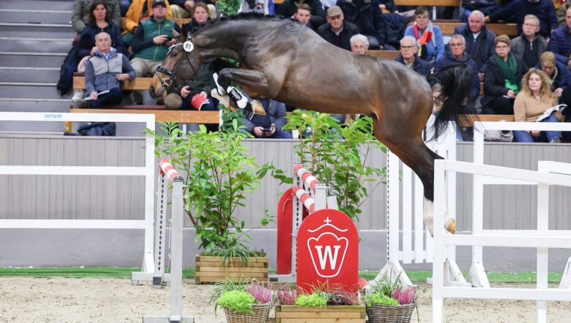 Le champion de l’admission du Westfale rejoint les catalogues Botton-Wathelet!