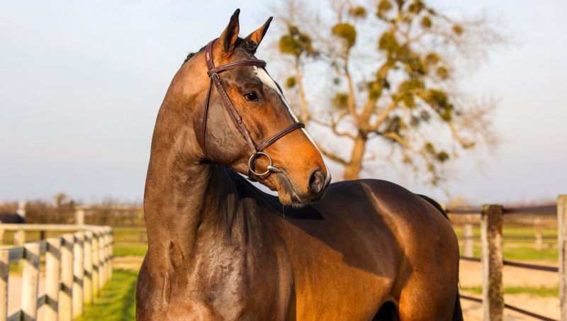 Let’s Go de Startup rejoint l’ambitieux projet Reverdy Sport Horses