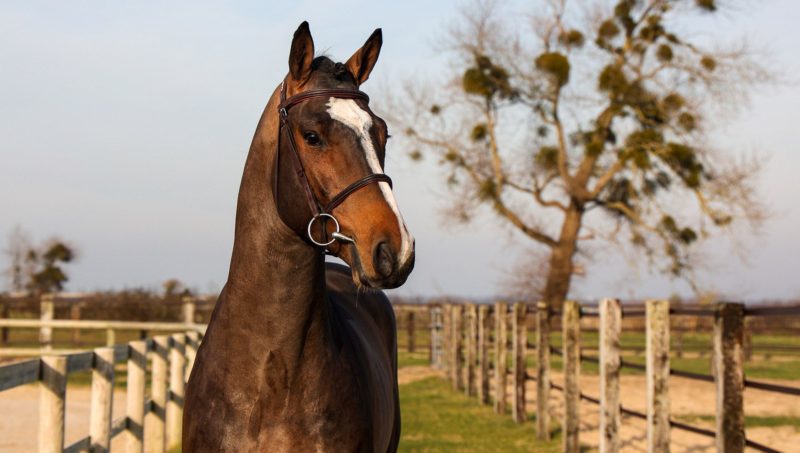Reverdy Sport Horses, une nouvelle vision de l’étalonnage.