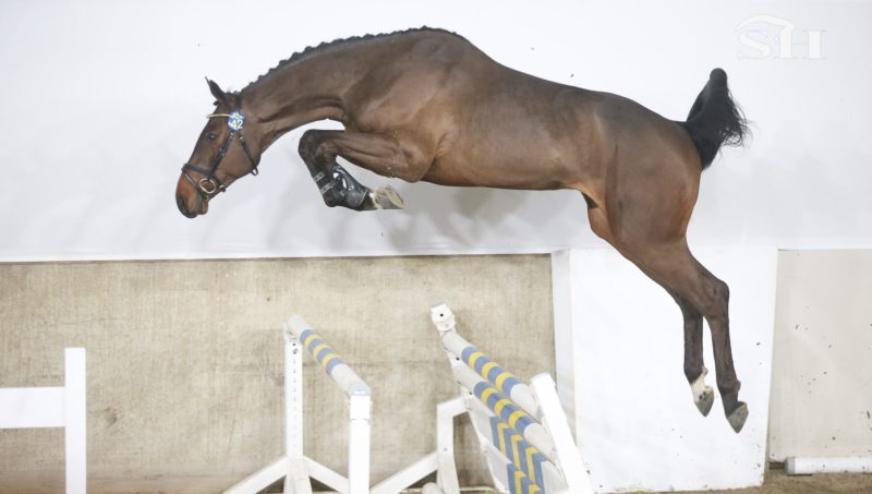 37 étalons admis lors du Z International !