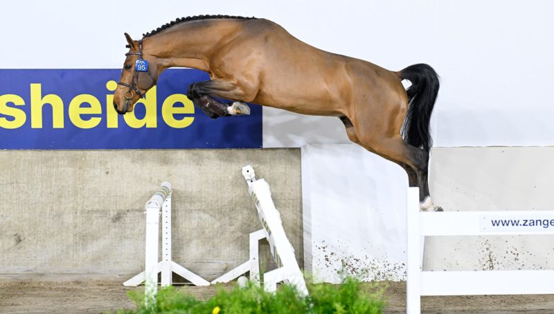 120 candidats étalons pour Zangersheide.