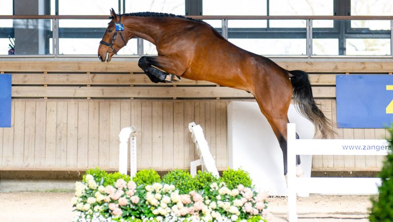 17 nouveaux étalons pour Zangersheide à Deauville.