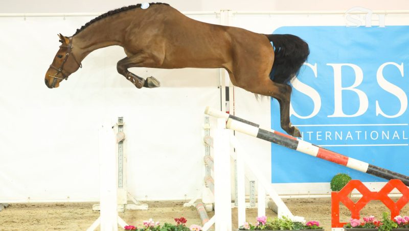 Babylou d’Fée Sauvenière Z rejoint le Haras des Rosiers.
