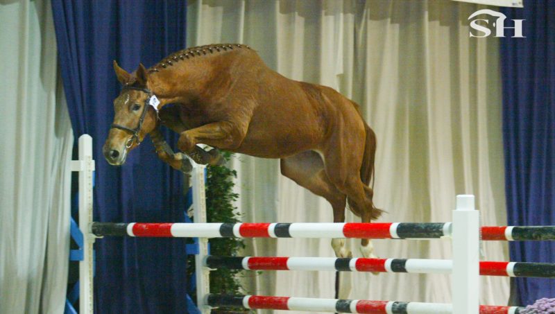 Concours de saut en liberté à Loncin le 23 mars