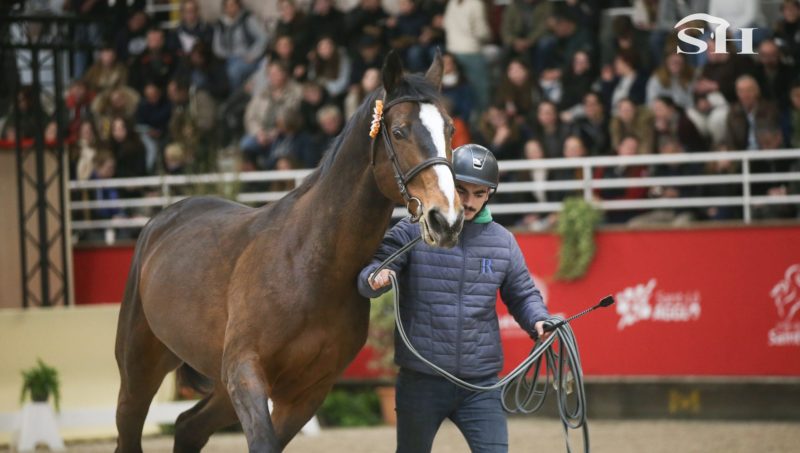 43 candidats à Deauville pour Zangersheide