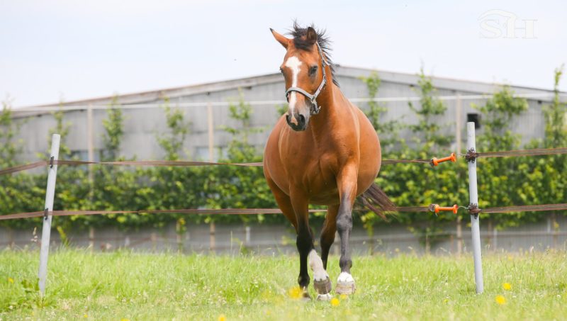 Brenda, la matrone de Messitert s’en est allée …