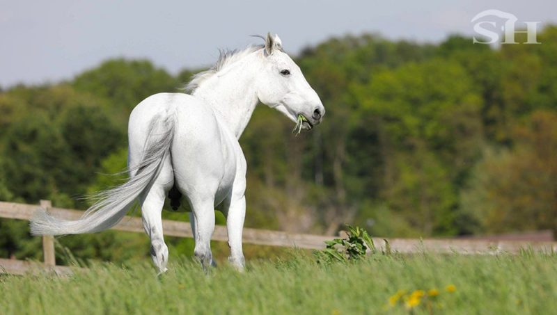 Papillon Z s’est envolé une dernière fois…