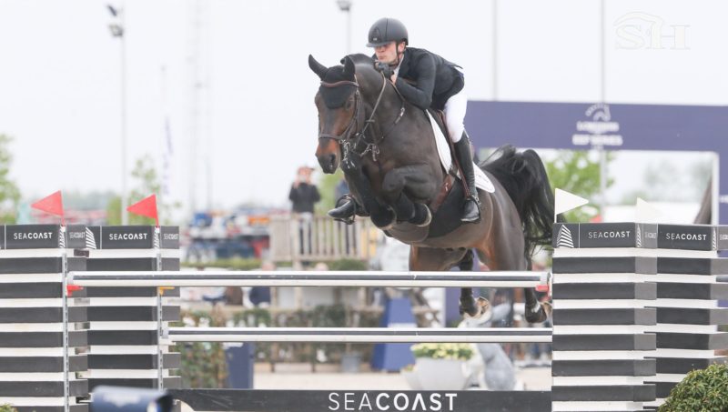 Pegase van’t Ruytershof, l’étalon aux 31 fils approuvés !