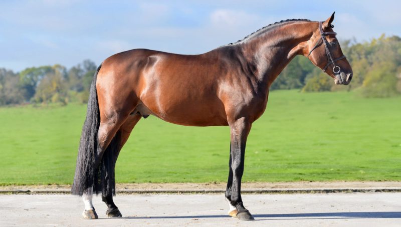 Notting Hill S aura désormais un accent mexicain.