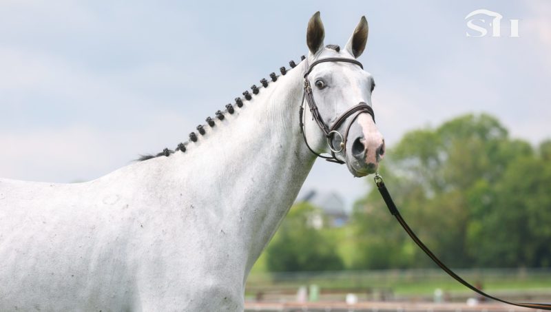 Osman LS La Silla rejoint le catalogue Wathelet – Botton pour 2026 !