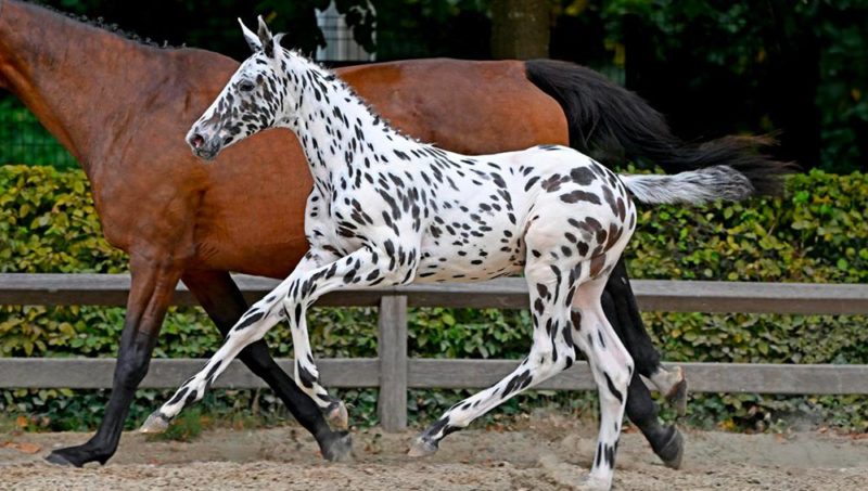 Vente record d’un poulain à 402.000€ !!!