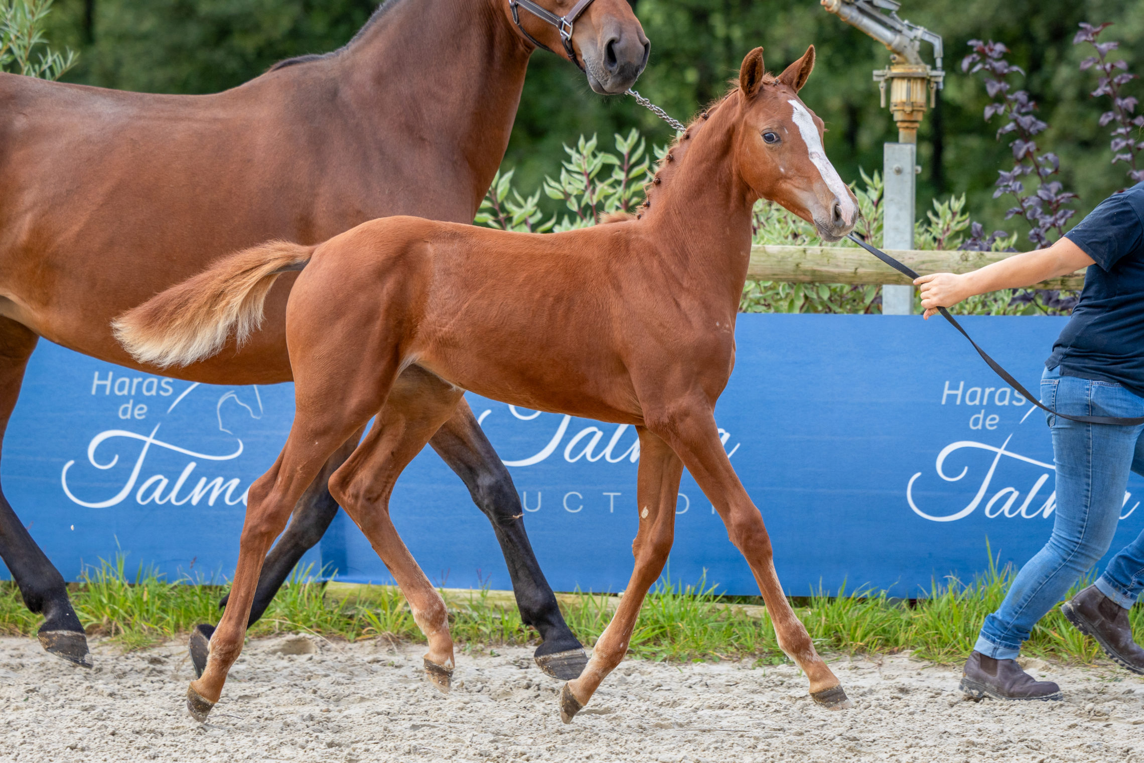 Auction, Vente aux enchères,Haras de Talma,