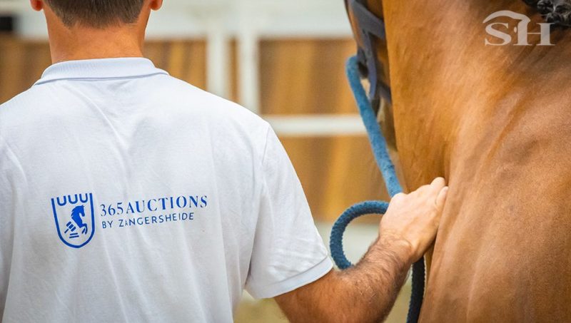 365 Auctions by Zangersheide : la vente de chevaux passe en mode non-stop