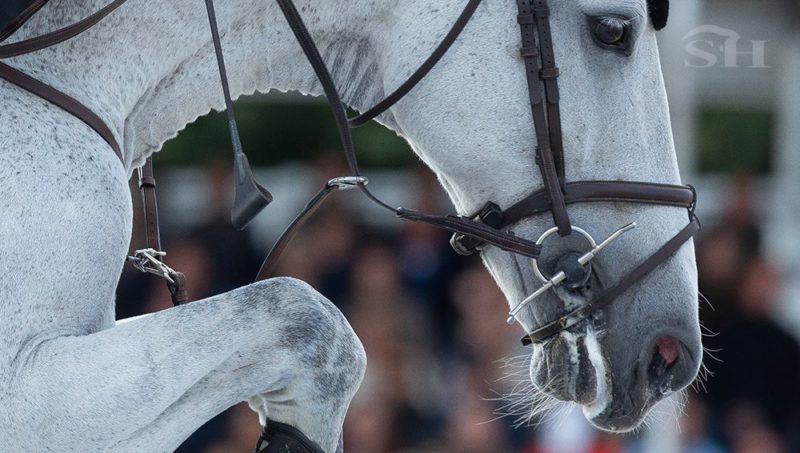 Harnachement : la FEI veut garder les rênes, mais tend l’oreille