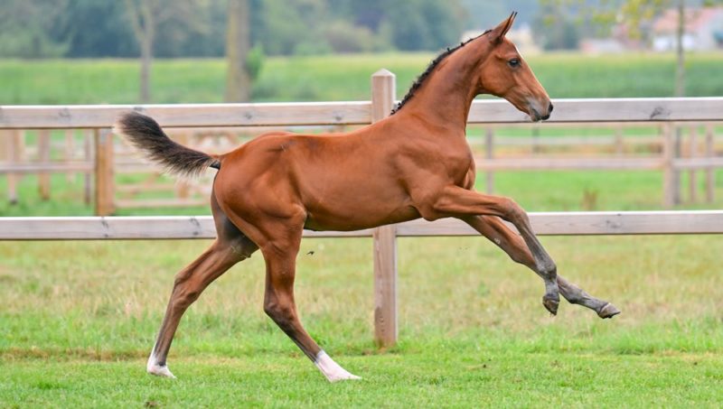 L’été se clôt en beauté avec Equestrian Auctions !