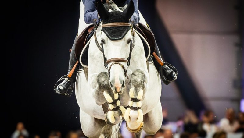 Unaki de Bornival Z change de camp : la grise de 8 ans rejoint Constant Van Paesschen