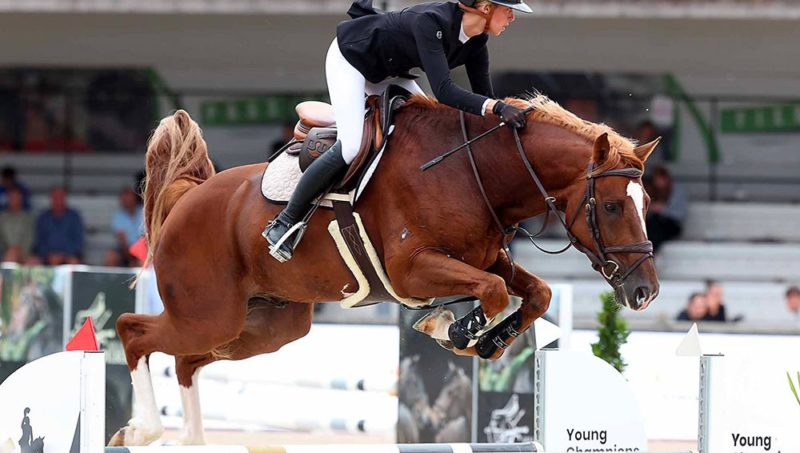 Umberto EM, la nouvelle pépite de Grégory Wathelet entre sport et élevage