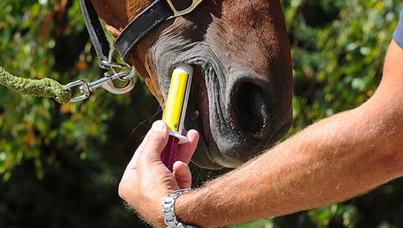 Résistance aux vermifuges : l’épidémie silencieuse qui menace les écuries