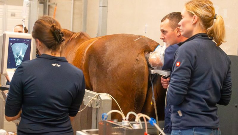 La repro pour les nuls : l’OPU et l’ICSI, c’est quoi en fait ?