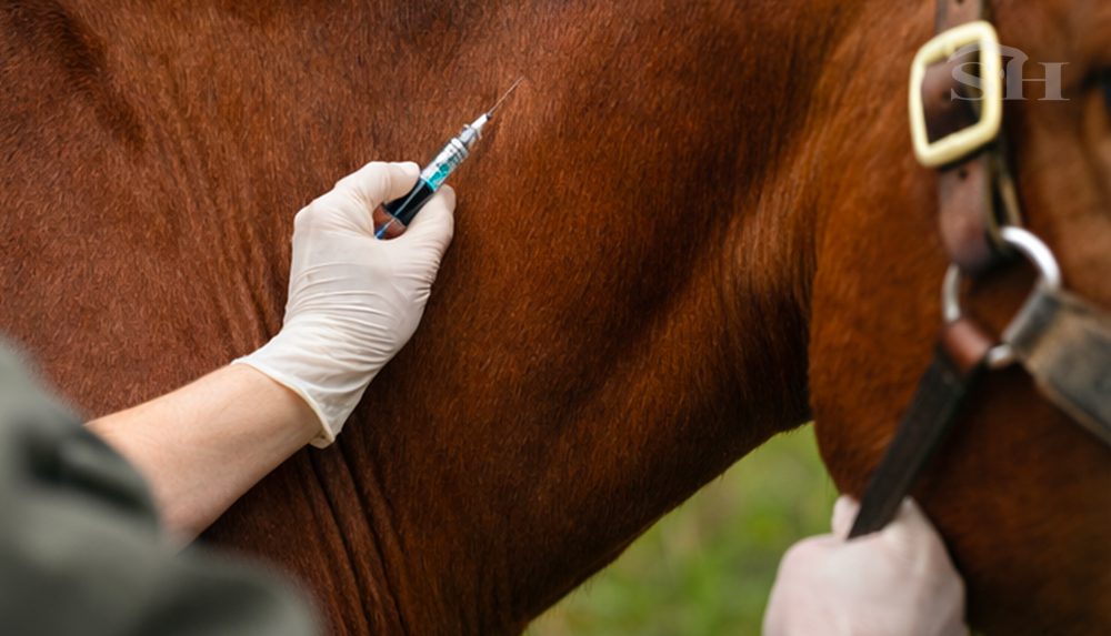Vaccination équine