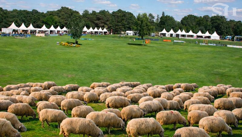 Le Grand Parquet passe en mode transhumance