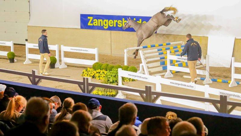 Approbation Zangersheide 2026 : 133 prétendants, 39 élus, et zéro droit à l’erreur