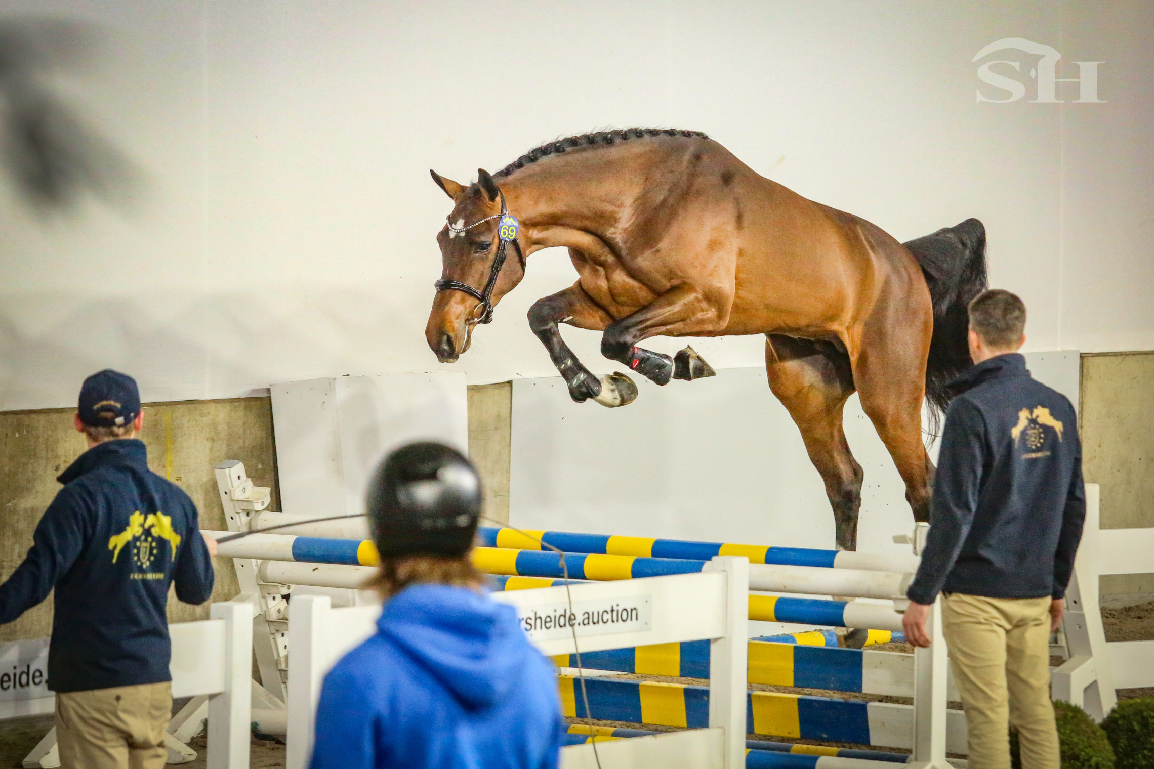 Approbation Zangersheide