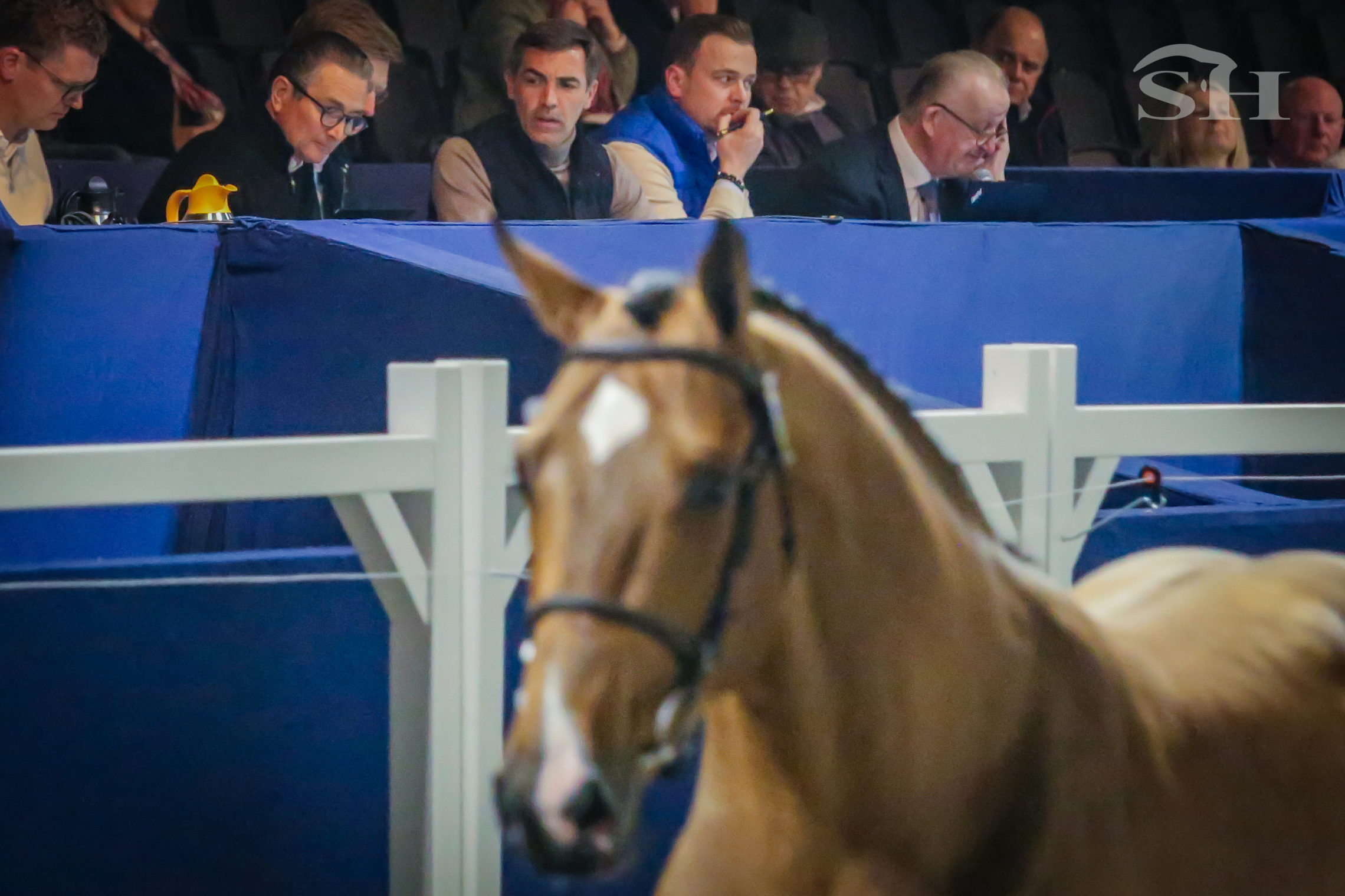 Approbation Zangersheide