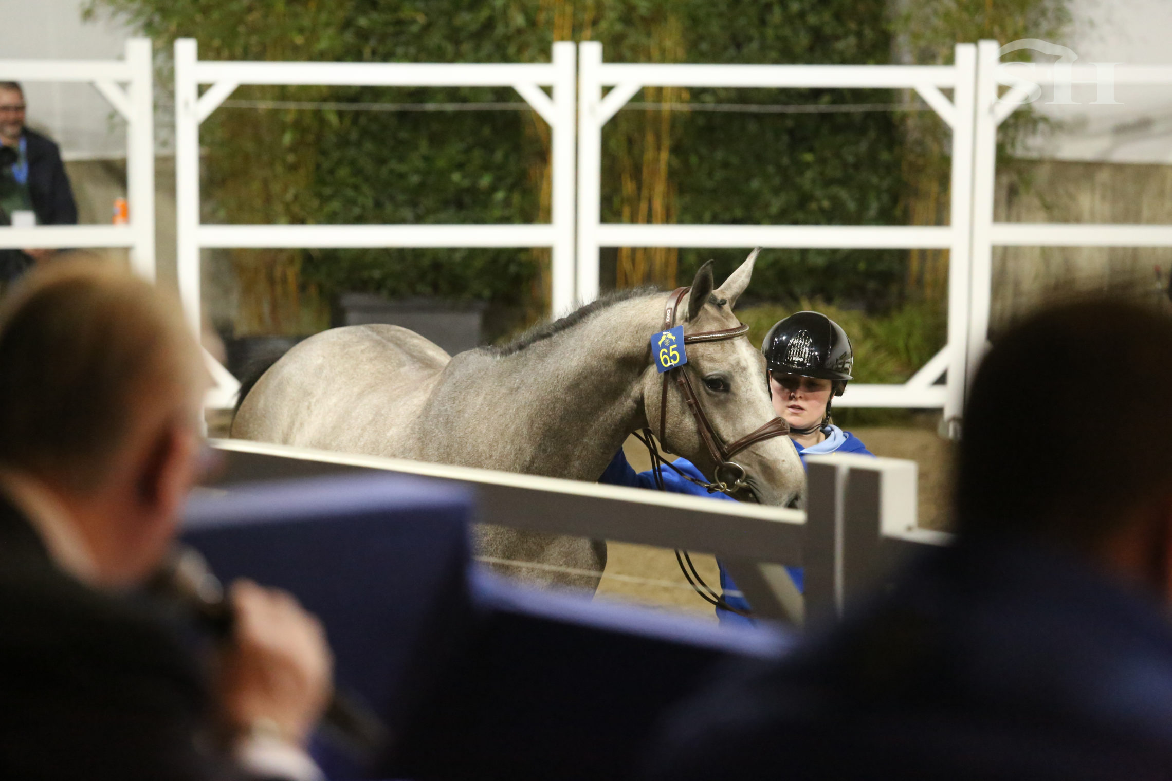 Approbation Zangersheide