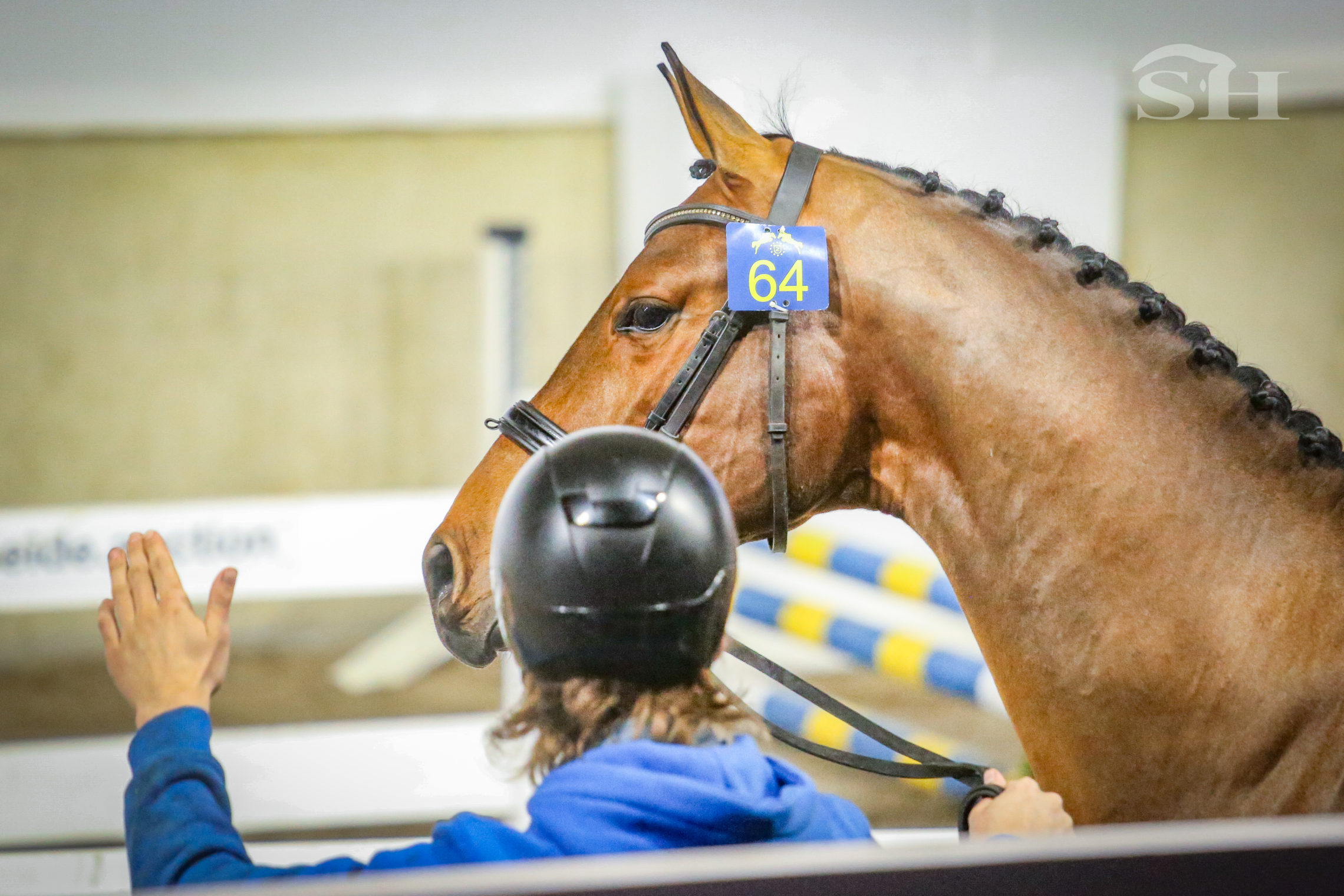 Approbation Zangersheide