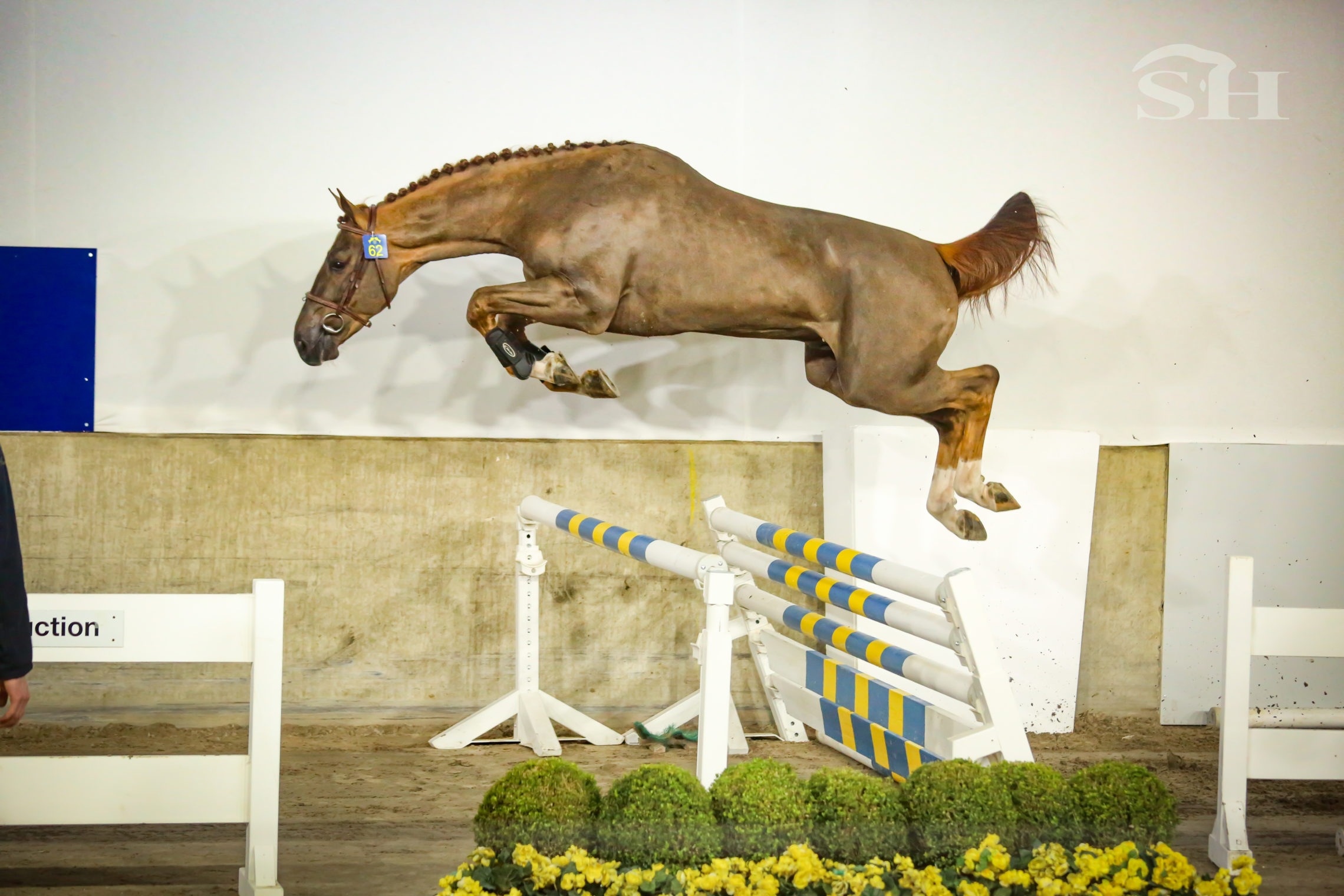 Approbation Zangersheide