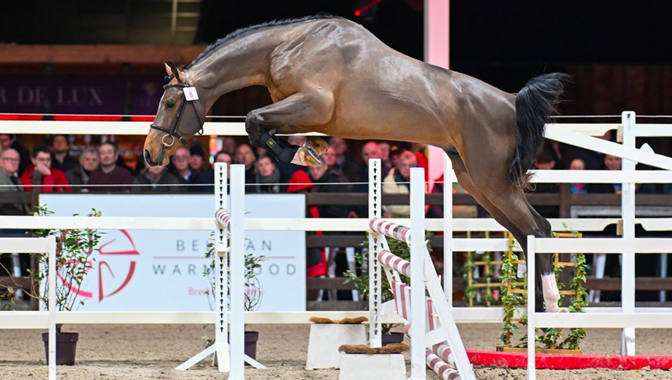 BWP: 38 new approved standards, Kalone Ermitage leading pedigrees