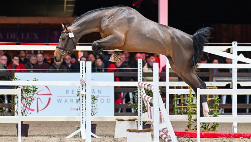 BWP : 38 nouveaux étalons approuvés, Ermitage Kalone en tête des pedigrees