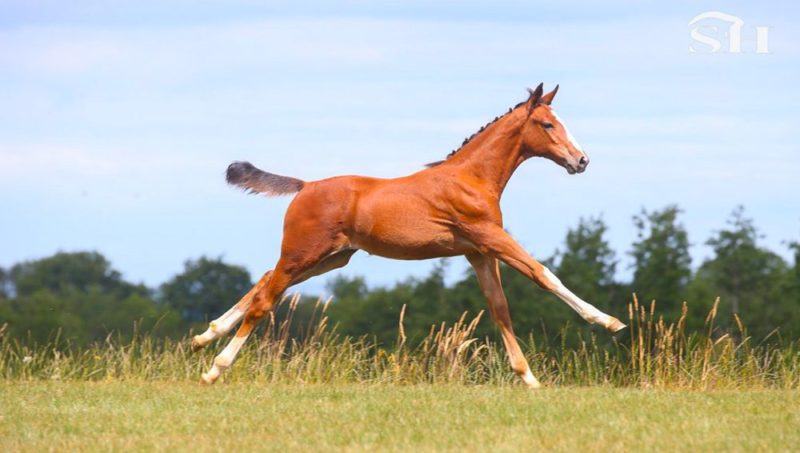 Étalons 2026 : entre ADN béton et paris osés, les éleveurs jonglent avec le futur