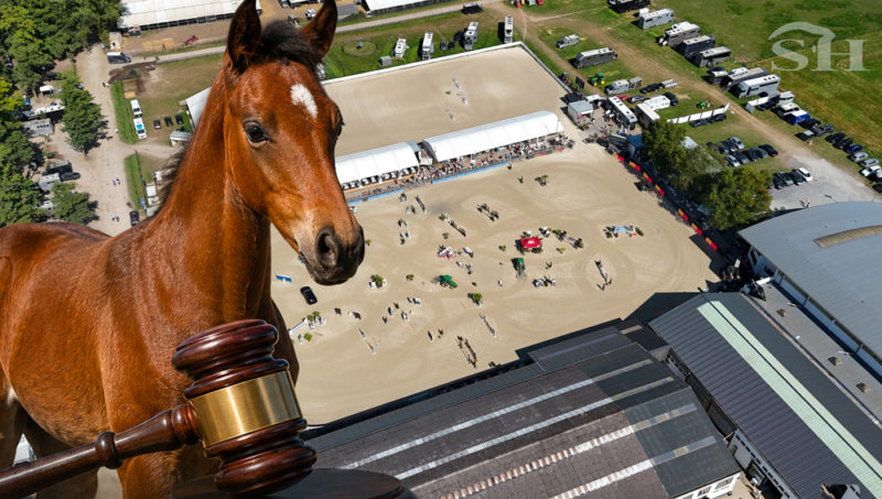 Namur sort le marteau : la Wallonie s&rsquo;offre sa première grande vente aux enchères de chevaux de sport