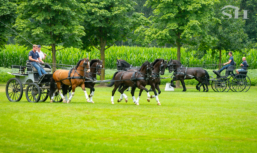 Attelage Belgique Training