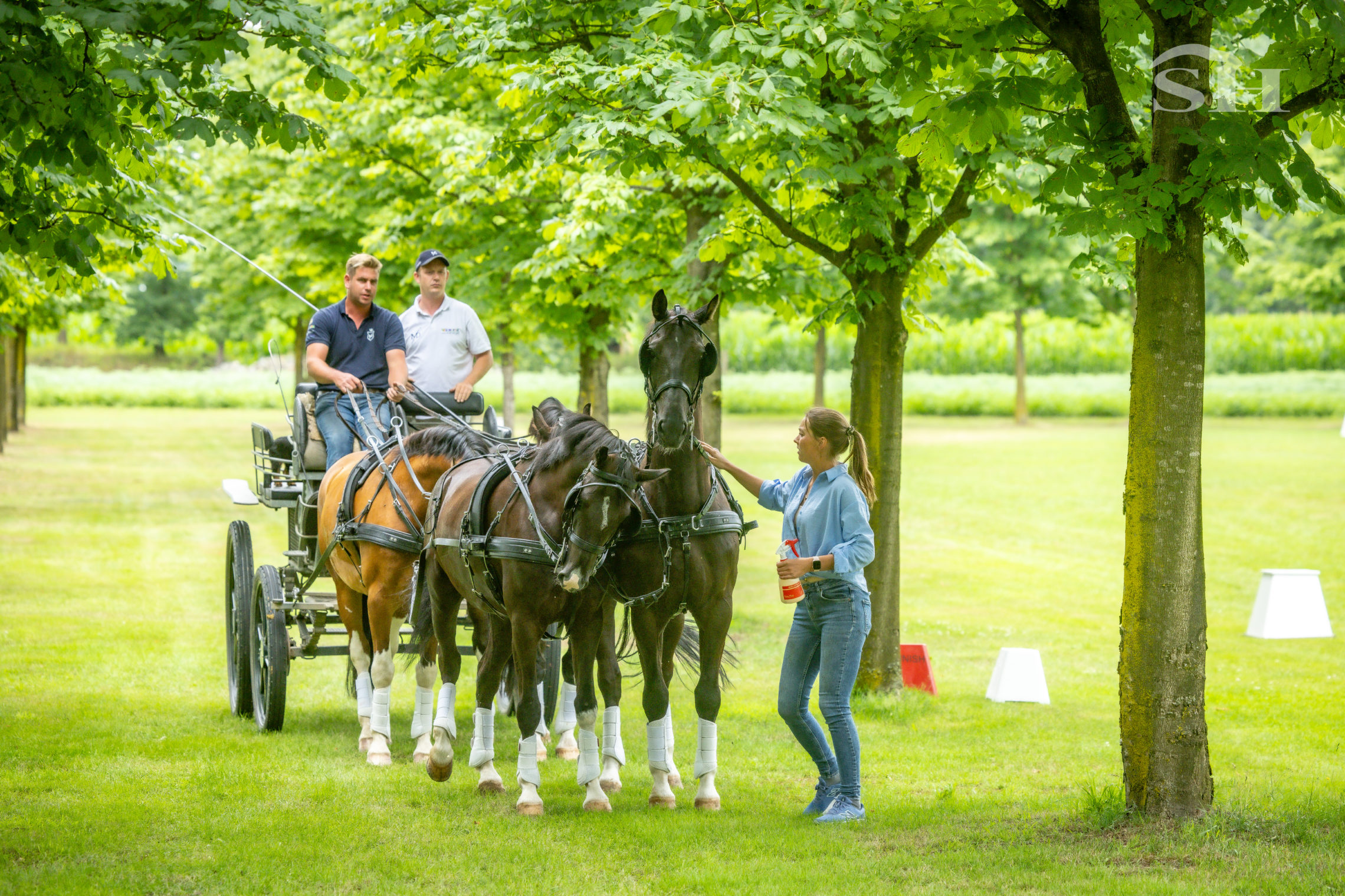 Attelage Belgique training