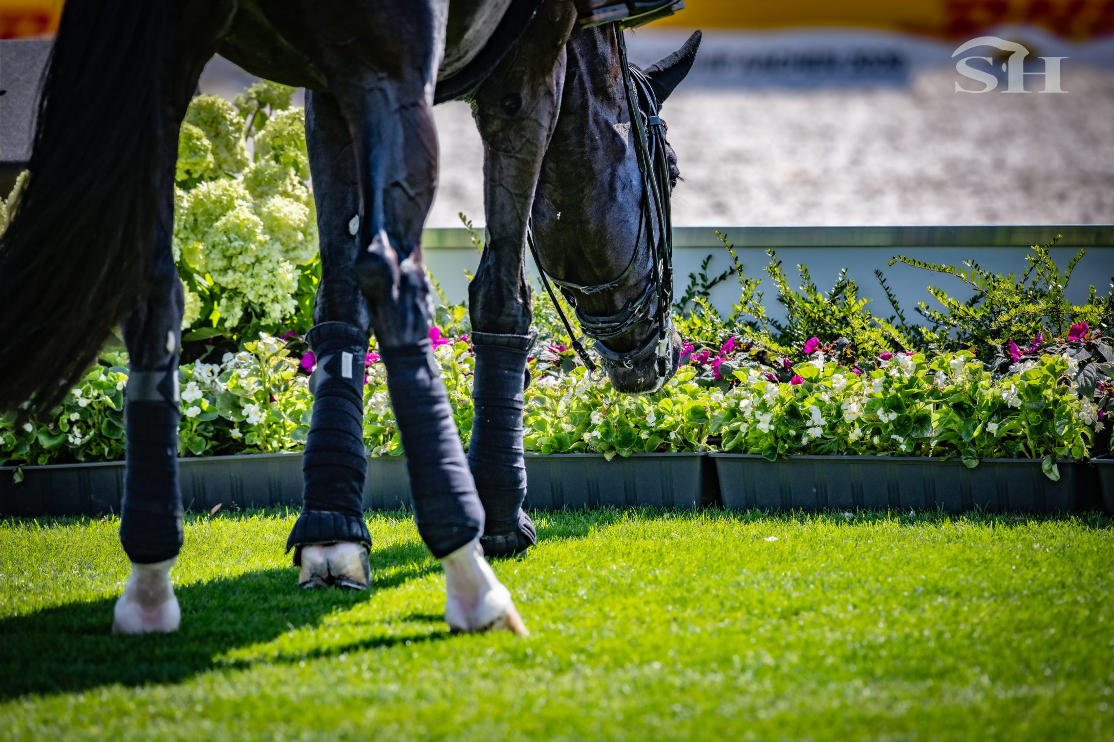 Aachen 2026 dressage