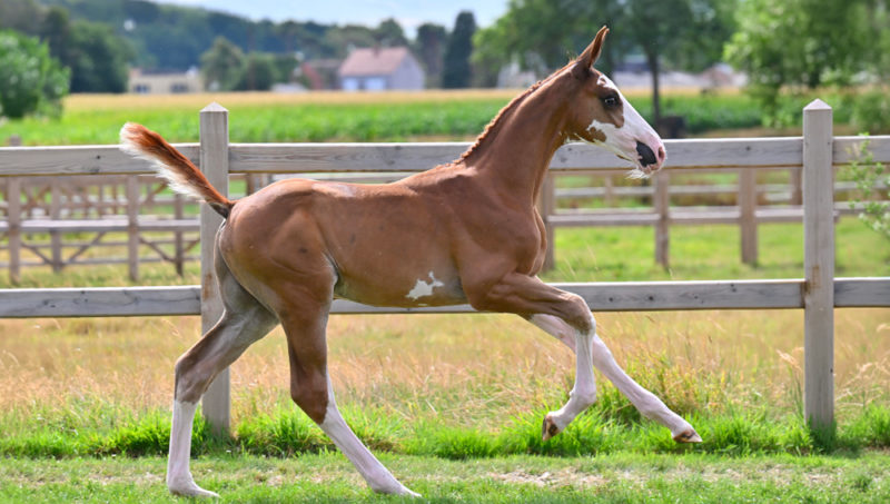 Bonheiden Summer Sale : des pedigrees qui sentent le très haut niveau