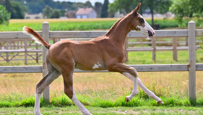 Bonheiden Summer Sale : des pedigrees qui sentent le très haut niveau